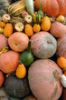 cucurbitacées