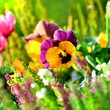 Balkonblumen