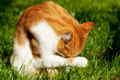 Red cat licking paw Red cat licking paw