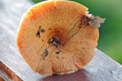 Sharp agaric mushroom cap view