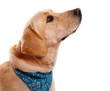profil de labrador au bandana bleu