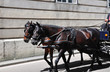 Fiaker in Wien Fiaker in Wien