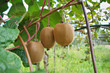 kiwi fruit