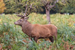 Stag
