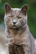 Cat portrait