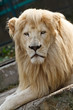 Lion portrait