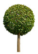 Green plant