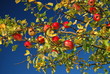 Apfelbaum