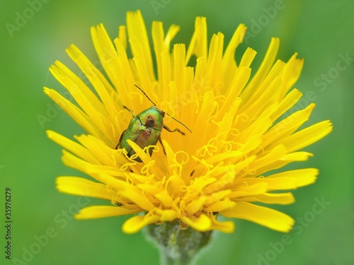 Foto: Fallkäfer in einer Habichtskrautblüte Fallkäfer in einer Habichtskrautblüte