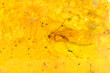 moustique dans de l'ambre moustique dans de l'ambre