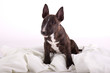 Miniatur Bullterrier