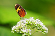 Tiger Mmic Butterfly Feeding I...