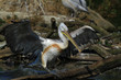Pélican
