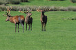 Cerf
