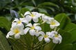 Bunch of white flowers