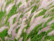 Federborstengras, Pennisetum setaceum