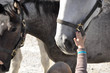Streicheleinheiten - Lipizzaner Streicheleinheiten - Lipizzaner