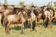 The Great Wildebeest Migration