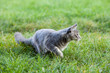 beautiful striped maine coon cat in nature