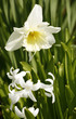 daffodil flower in leavy green back