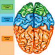 Human brain top view Human brain top view