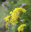 Photo: Soldier Beetles on Goldenrod Soldier Beetles on Goldenrod