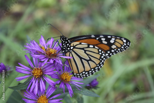 Photo: Monarch on Purple Asters Monarch on Purple Asters