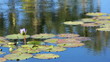 Video: slow motion pan across lily pads in pond with lotus flowers slow motion pan across lily pads in pond with lotus flowers