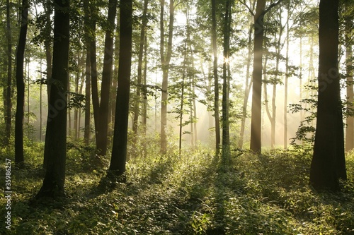 Photo: Rising sun enters misty deciduous forest Rising sun enters misty deciduous forest
