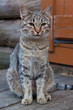 Foto: Деревенский кот у деревянной избы Деревенский кот у деревянной избы