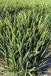 Plants de riz