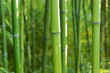 Foto: Bambus Hintergrund Bambus Hintergrund