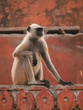 The gray langur in Jaigarh Fort - Jaipur, India The gray langur in Jaigarh Fort - Jaipur, India
