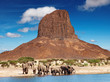 Elephants in african savanna
