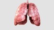 Lungs breathing. Loop ready.