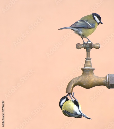 Photo: Pájaros posados en un grifo bebiendo agua. Pájaros posados en un grifo bebiendo agua.