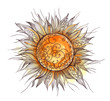 Illustration: the sun the sun