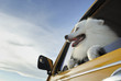 Smile Dog