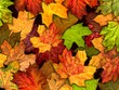 Photo en ligne au meilleur prix dry autumn leaves background