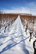 Vineyard at winter
