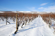 Vineyard at winter