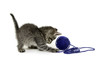 Tabby kitten and blue ball of yarn