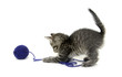 Tabby kitten and blue ball of yarn