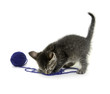 Tabby kitten and blue ball of yarn