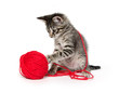 Cute tabby kitten playing with yarn