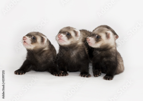 Photo: ferrets ferrets