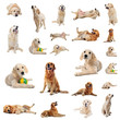 groupe de golden retriever
