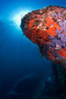 mediterranean sealife
