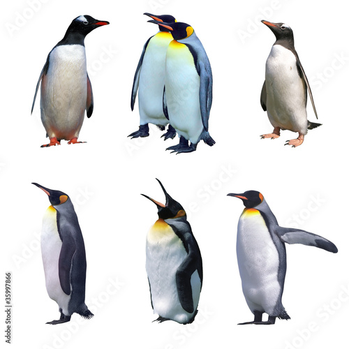Photo: Isolated gentoo and emperor penguins Isolated gentoo and emperor penguins