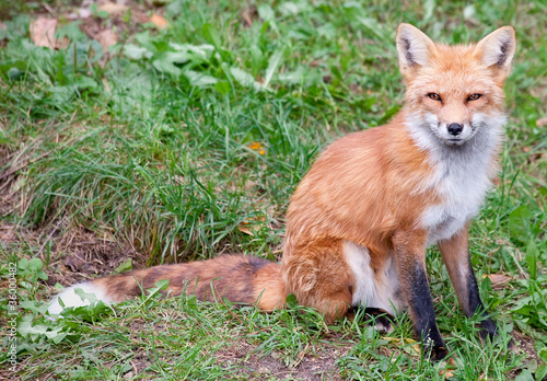 Photo: Fox Looking at the Camera Fox Looking at the Camera